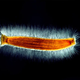 Image for article titled The year's strangest, most beautiful visions of the microverse